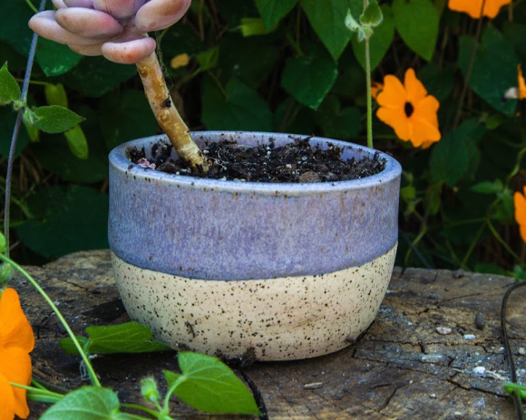 Matte Lavender Planter